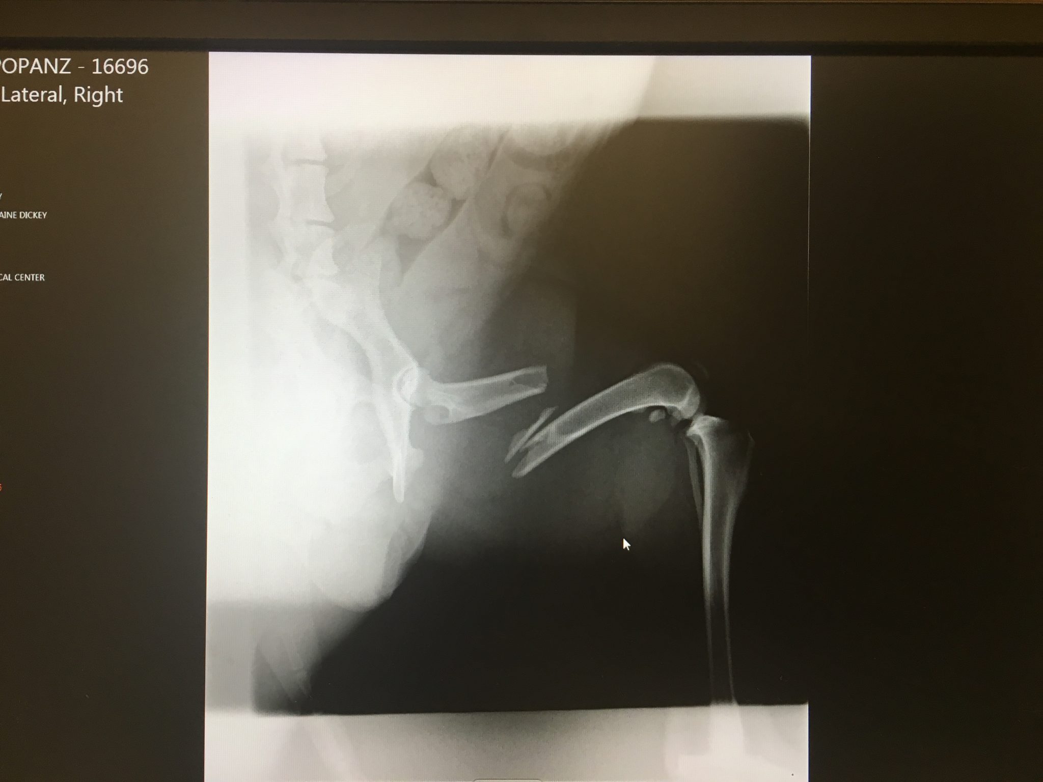 Digital Radiology in Rogers, AR Animal Medical Center