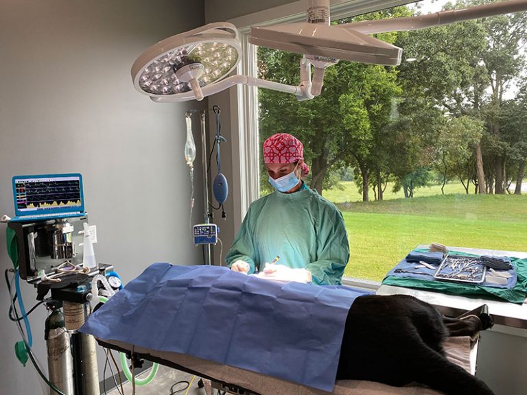 Veterinary Surgery in Rogers, AR Animal Medical Center